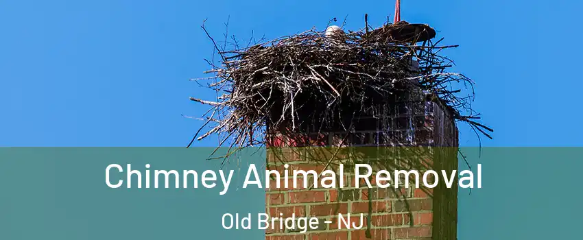 Chimney Animal Removal Old Bridge - NJ