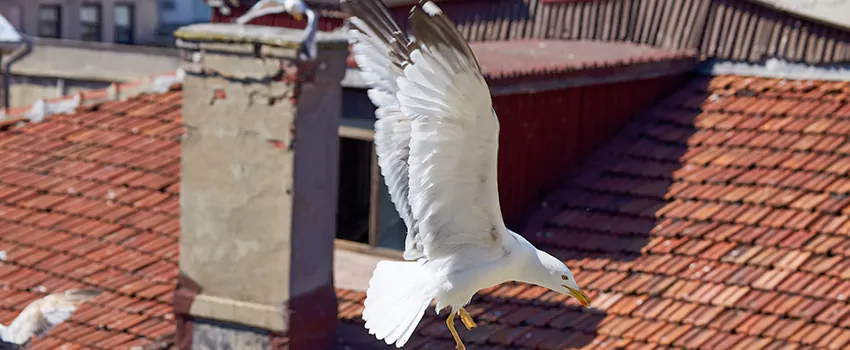 Residential Chimney Animal Removal Solution in Old Bridge, NJ